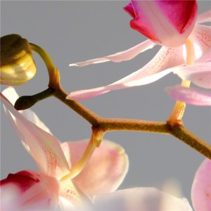 orchidea5i